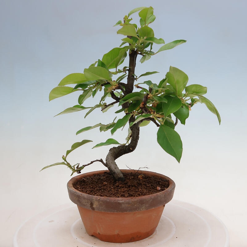 Venkovní  bonsai -  Pseudocydonia sinensis - Kdouloň čínská