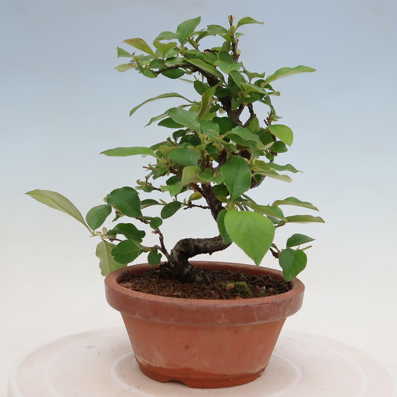 Venkovní  bonsai -  Pseudocydonia sinensis - Kdouloň čínská