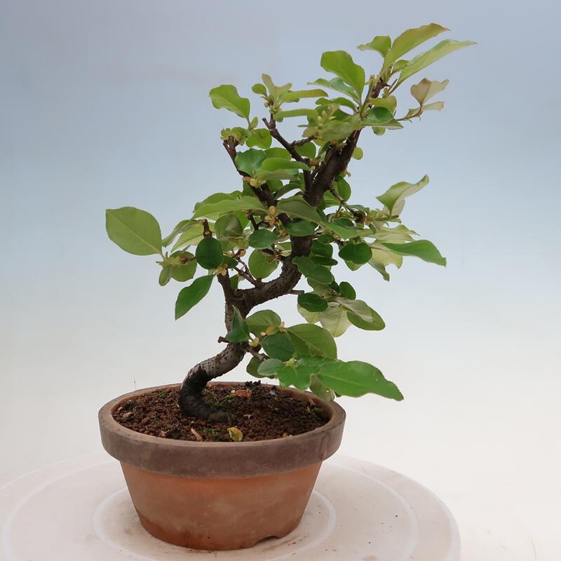 Venkovní  bonsai -  Pseudocydonia sinensis - Kdouloň čínská