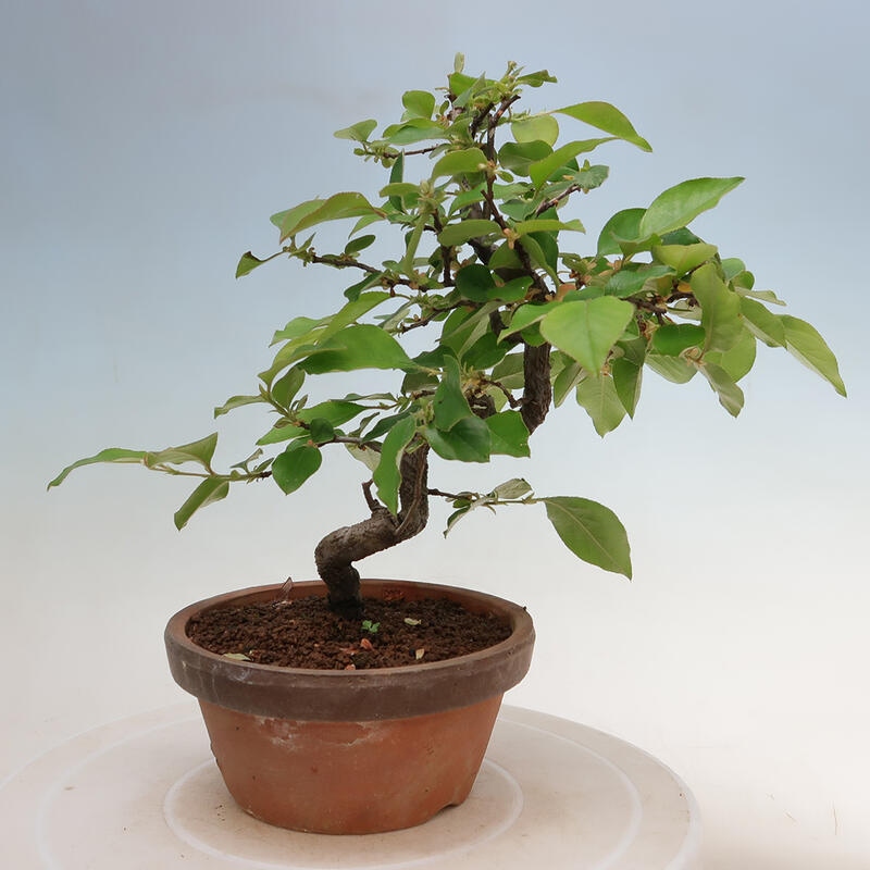 Venkovní  bonsai -  Pseudocydonia sinensis - Kdouloň čínská