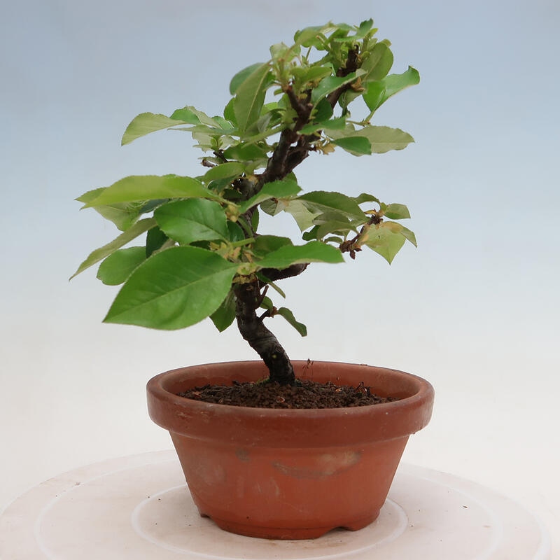 Venkovní  bonsai -  Pseudocydonia sinensis - Kdouloň čínská