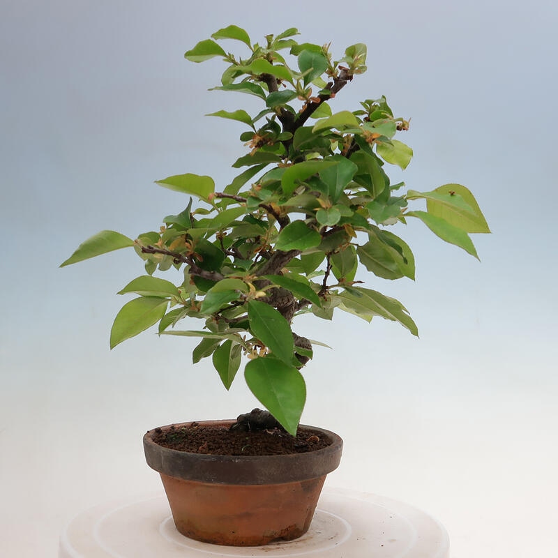 Venkovní  bonsai -  Pseudocydonia sinensis - Kdouloň čínská