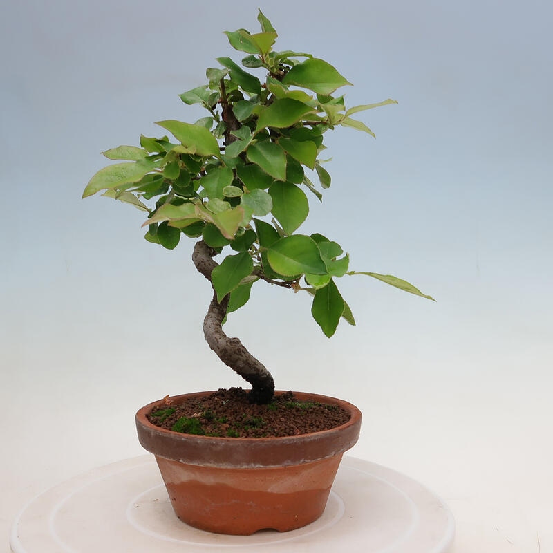 Venkovní  bonsai -  Pseudocydonia sinensis - Kdouloň čínská