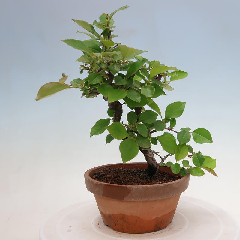 Venkovní  bonsai -  Pseudocydonia sinensis - Kdouloň čínská