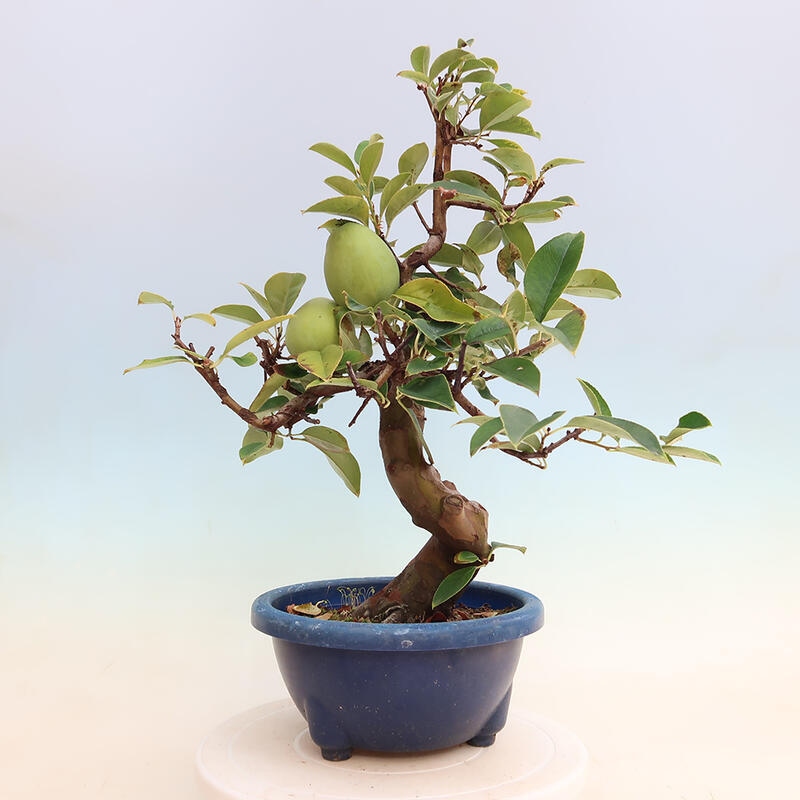 Venkovní  bonsai -  Pseudocydonia sinensis - Kdouloň čínská