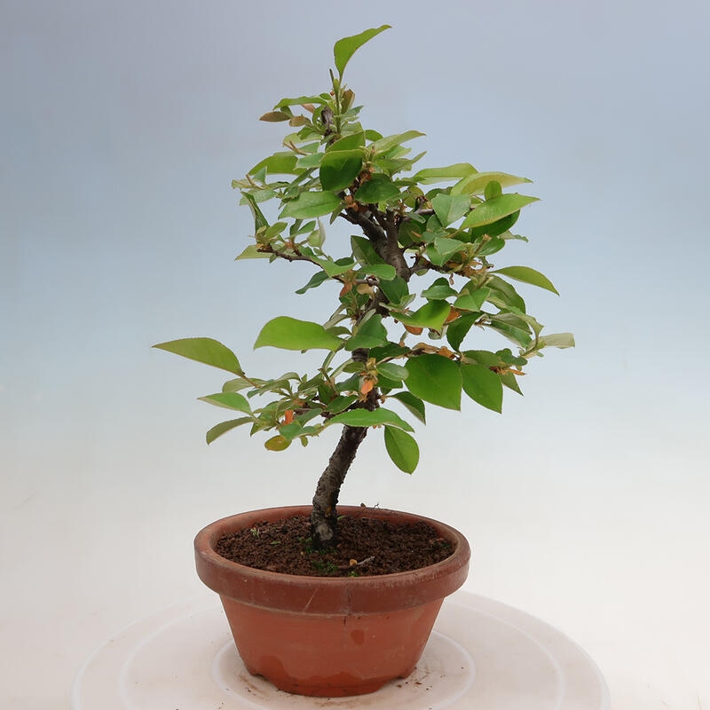 Venkovní  bonsai -  Pseudocydonia sinensis - Kdouloň čínská