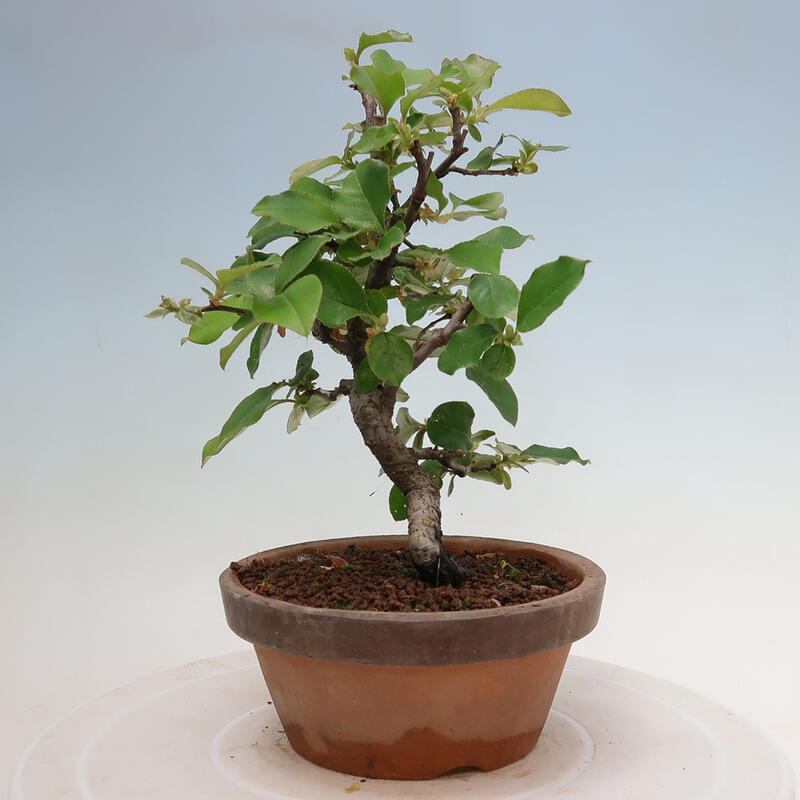 Venkovní  bonsai -  Pseudocydonia sinensis - Kdouloň čínská