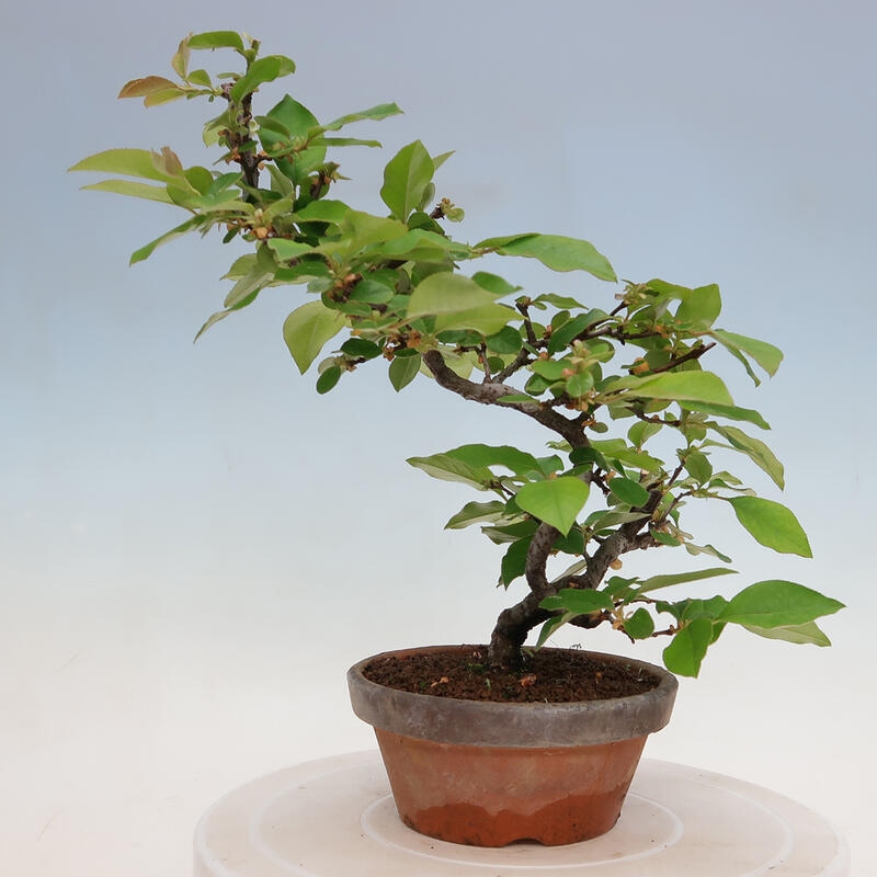 Venkovní  bonsai -  Pseudocydonia sinensis - Kdouloň čínská