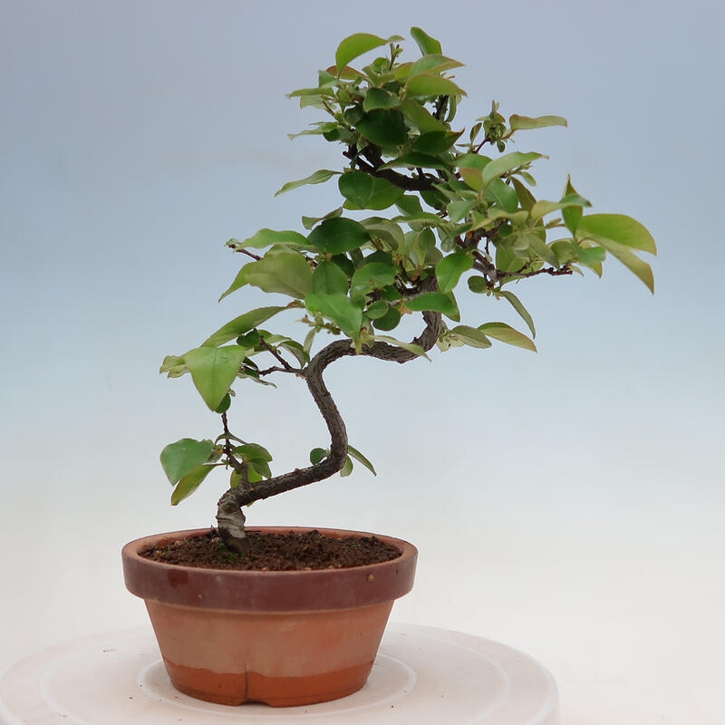 Venkovní  bonsai -  Pseudocydonia sinensis - Kdouloň čínská