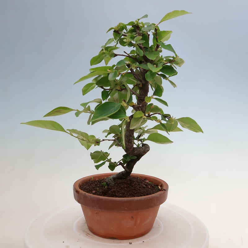 Venkovní  bonsai -  Pseudocydonia sinensis - Kdouloň čínská