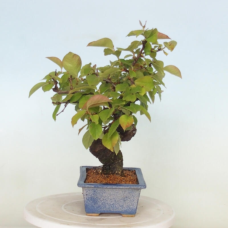 Venkovní  bonsai -  Pseudocydonia sinensis - Kdouloň čínská