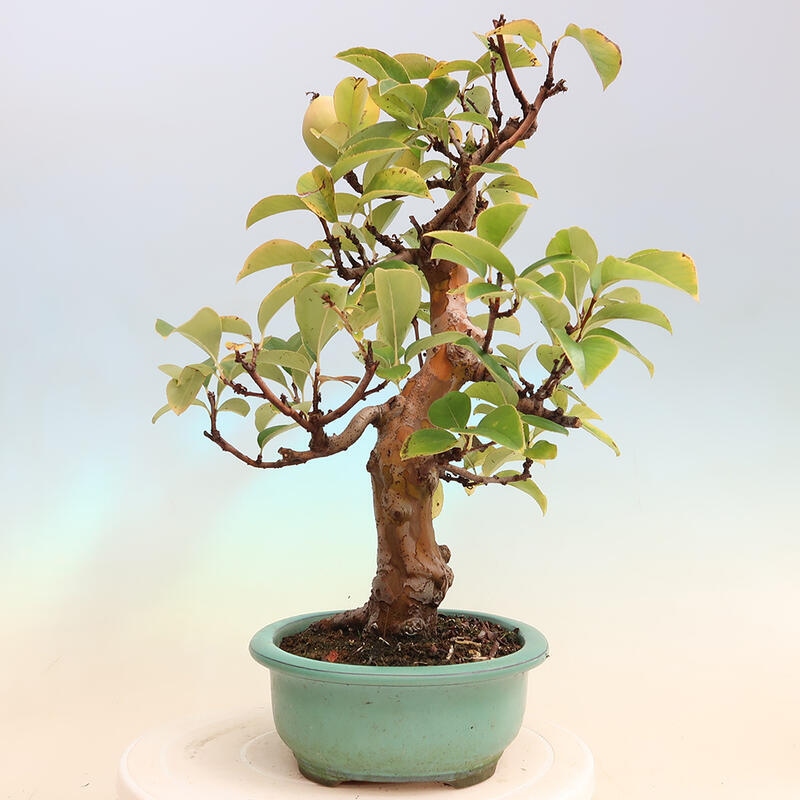 Venkovní  bonsai -  Pseudocydonia sinensis - Kdouloň čínská