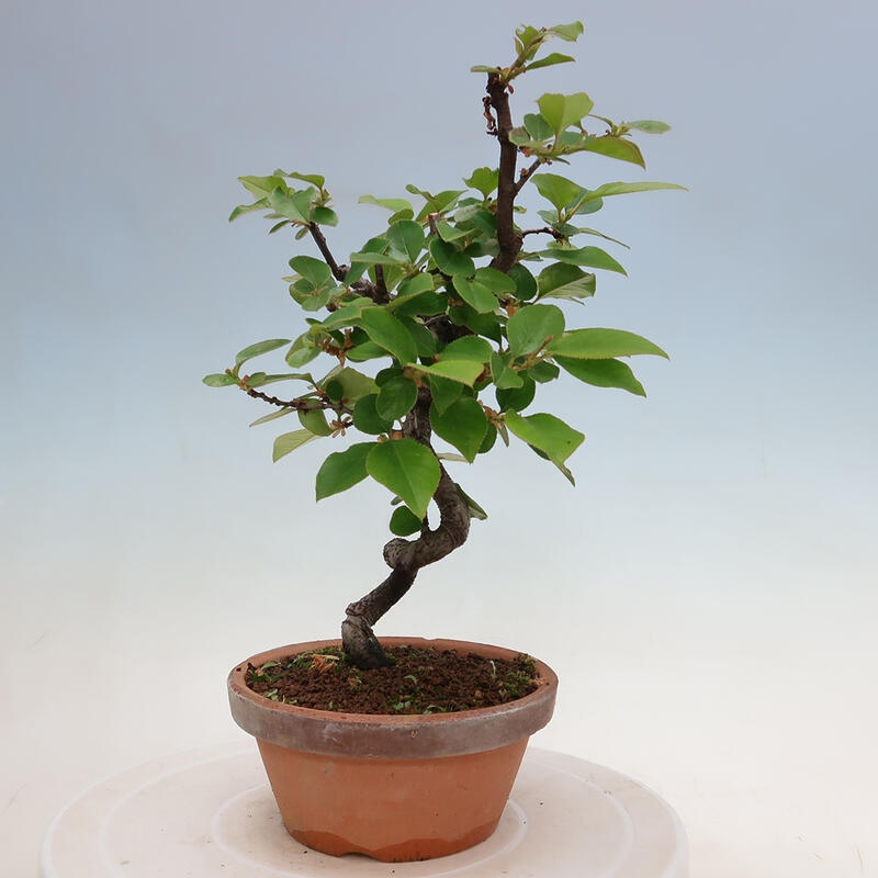 Venkovní  bonsai -  Pseudocydonia sinensis - Kdouloň čínská