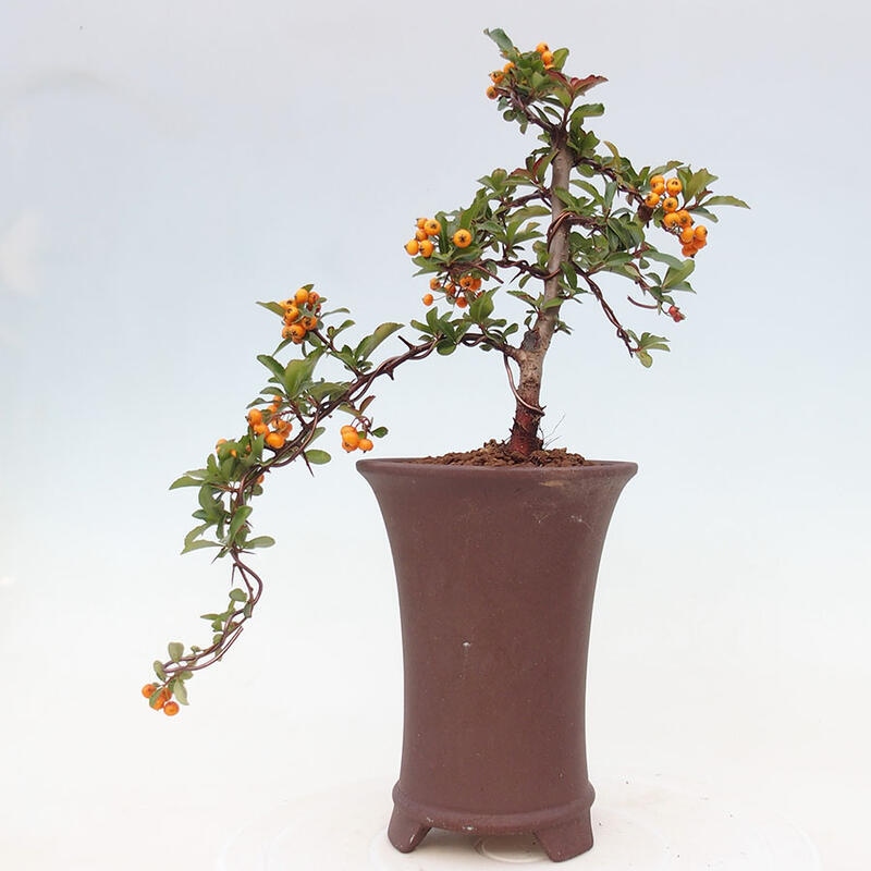 Venkovní bonsai - Pyracantha teton - Hlohyně šarlatová