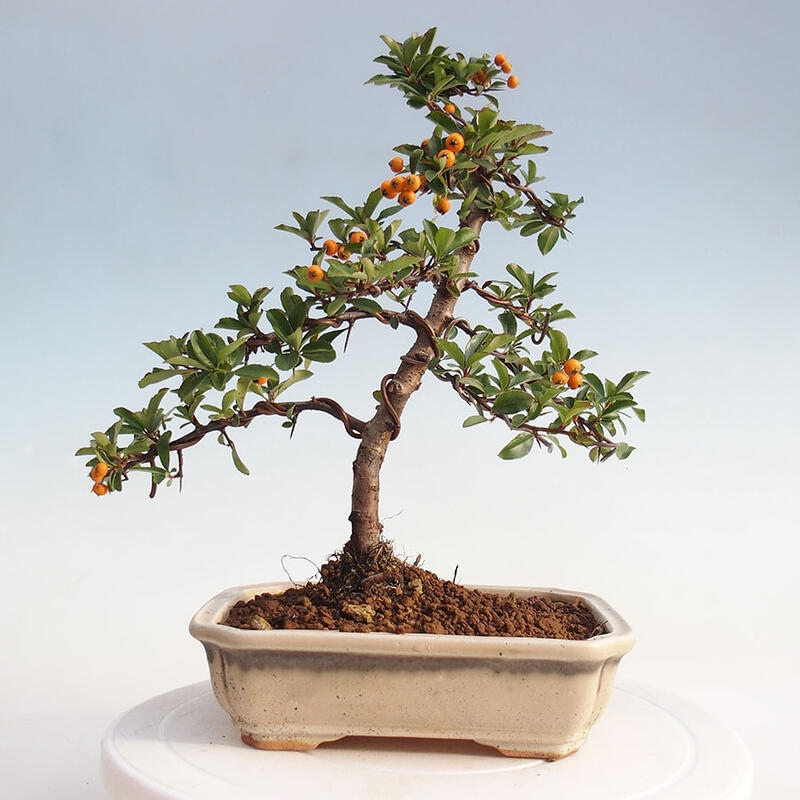 Venkovní bonsai - Pyracantha teton - Hlohyně šarlatová