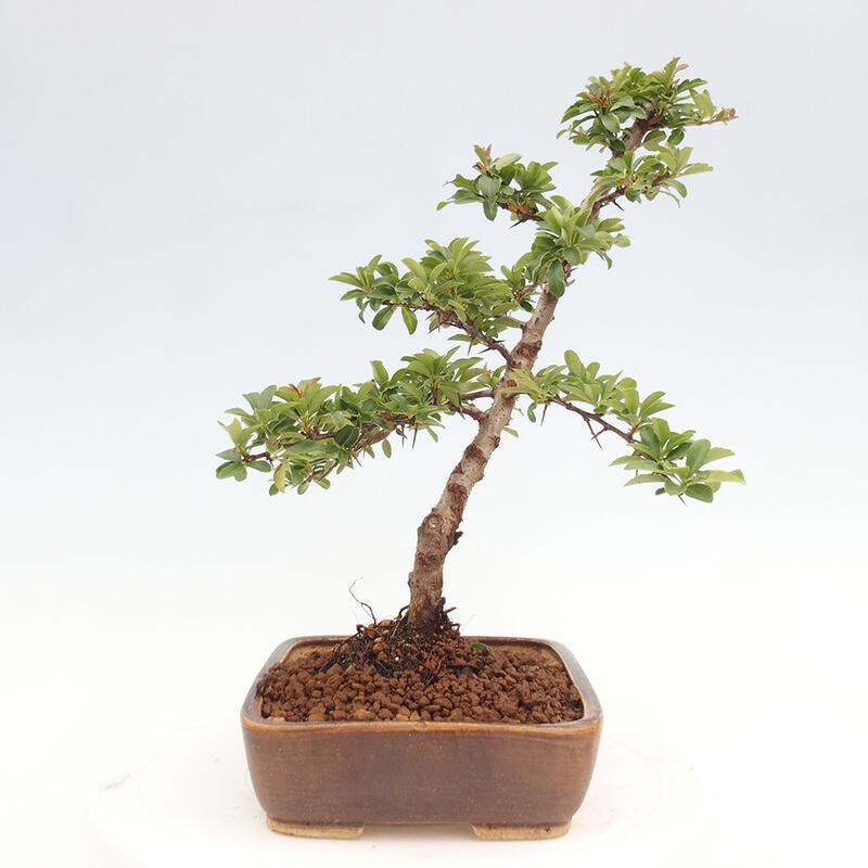 Venkovní bonsai - Pyracantha teton - Hlohyně šarlatová