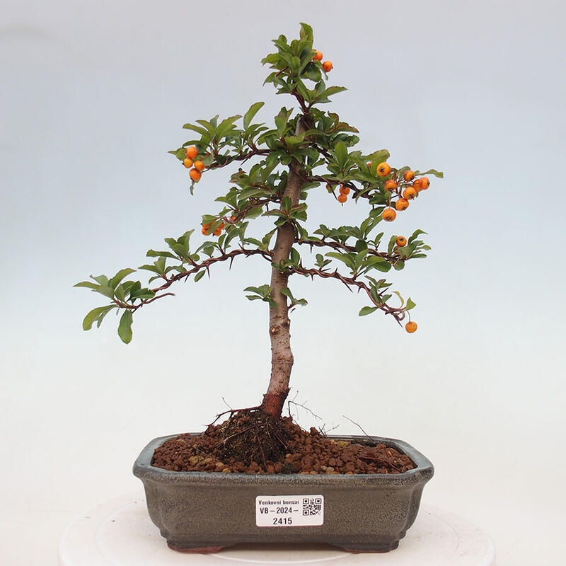 Venkovní bonsai - Pyracantha teton - Hlohyně šarlatová