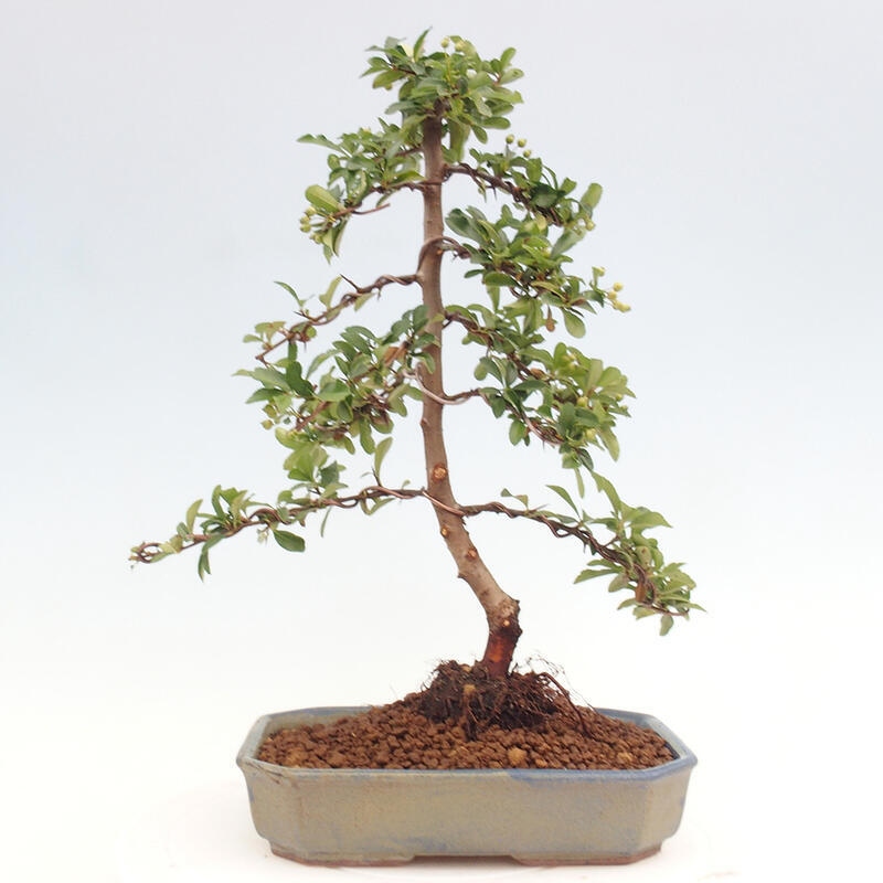 Venkovní bonsai - Pyracantha teton - Hlohyně šarlatová