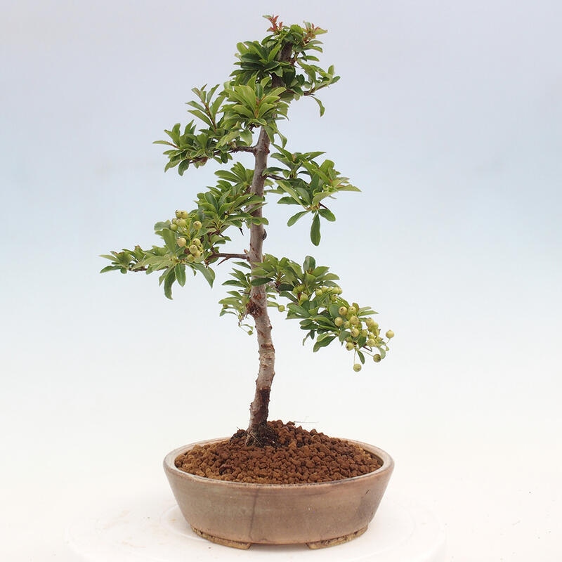 Venkovní bonsai - Pyracantha teton - Hlohyně šarlatová