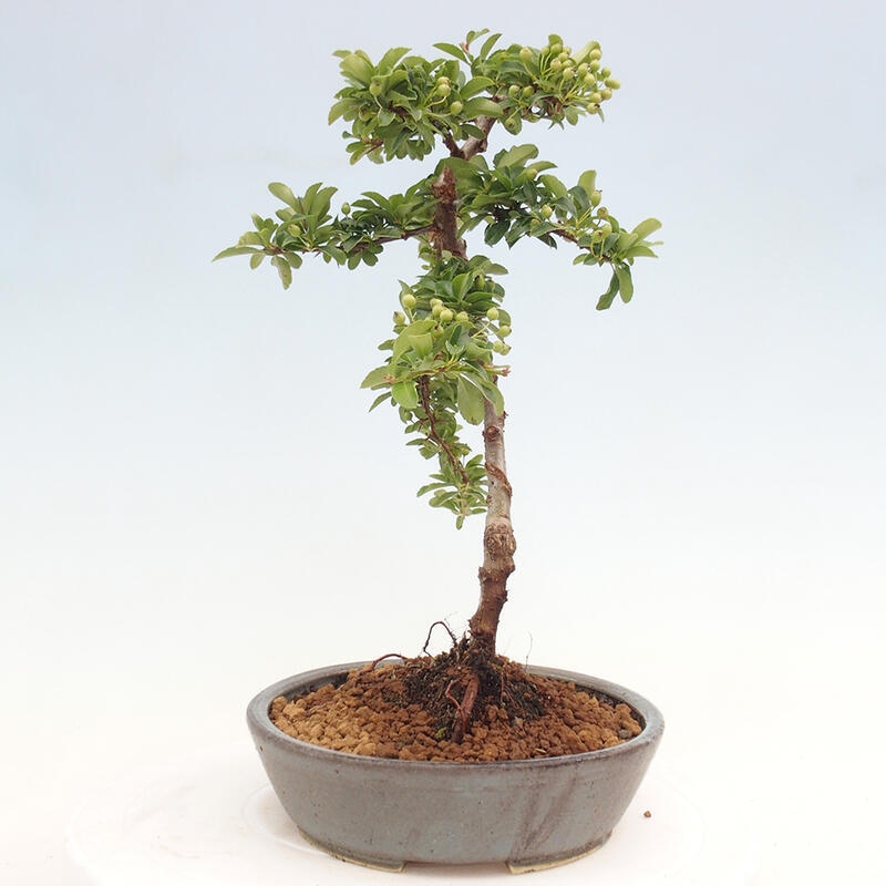 Venkovní bonsai - Pyracantha teton - Hlohyně šarlatová