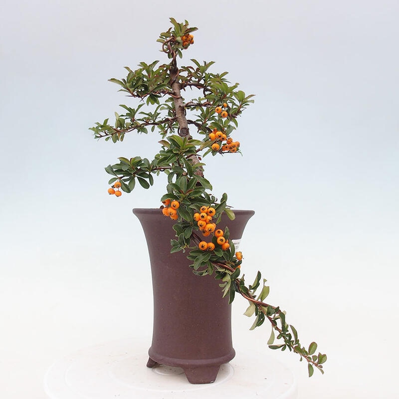 Venkovní bonsai - Pyracantha teton - Hlohyně šarlatová