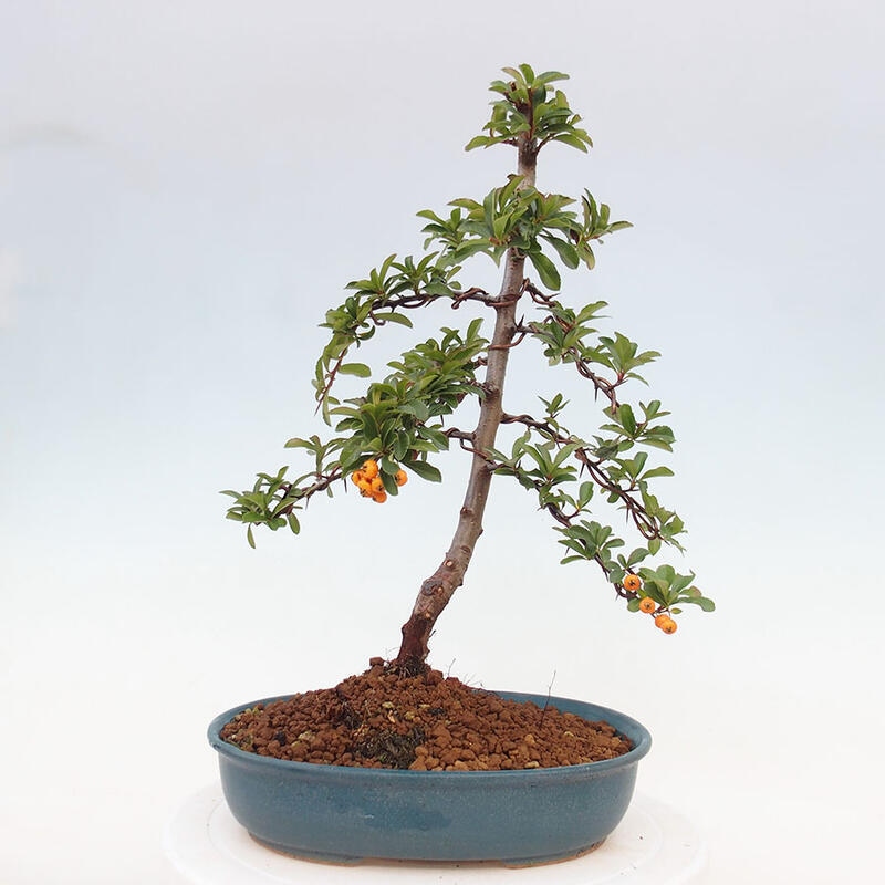 Venkovní bonsai - Pyracantha teton - Hlohyně šarlatová