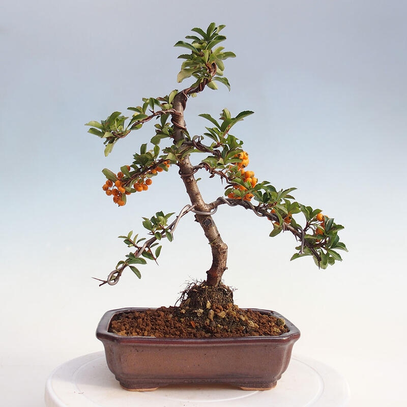 Venkovní bonsai - Pyracantha teton - Hlohyně šarlatová