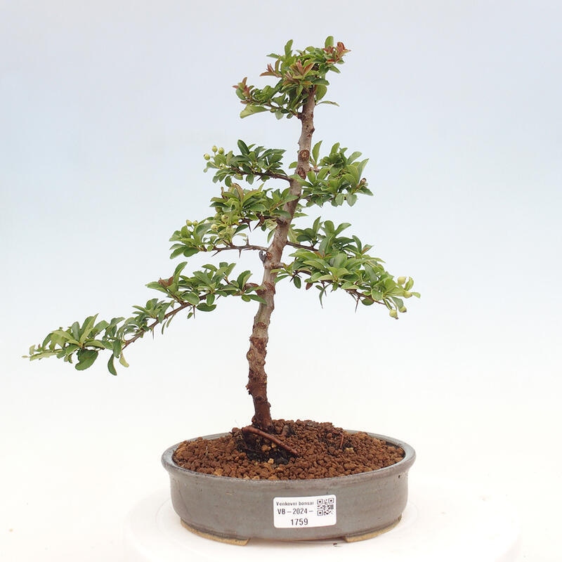 Venkovní bonsai - Pyracantha teton - Hlohyně šarlatová