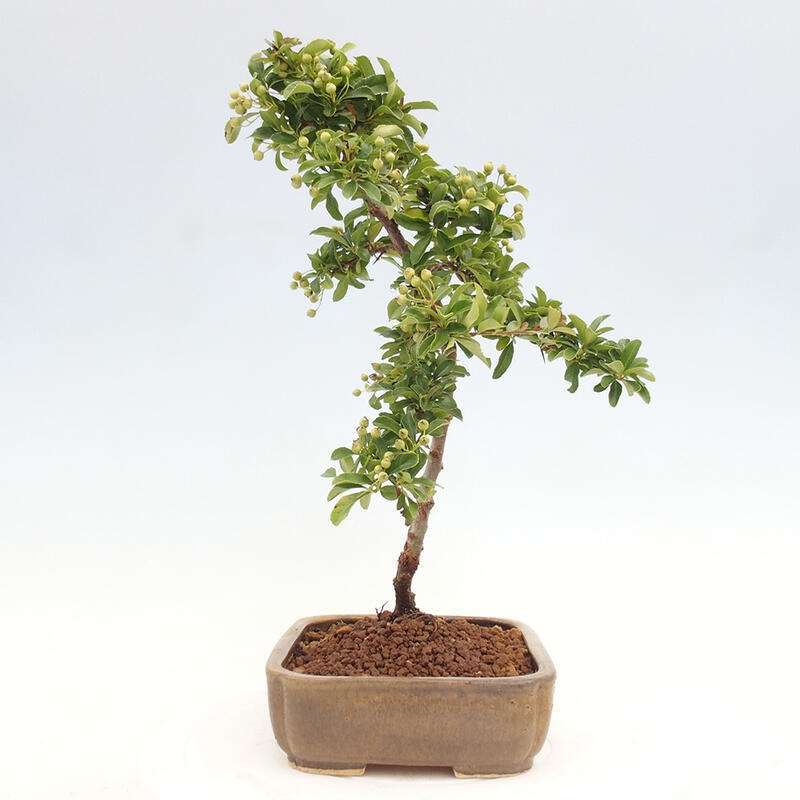 Venkovní bonsai - Pyracantha teton - Hlohyně šarlatová