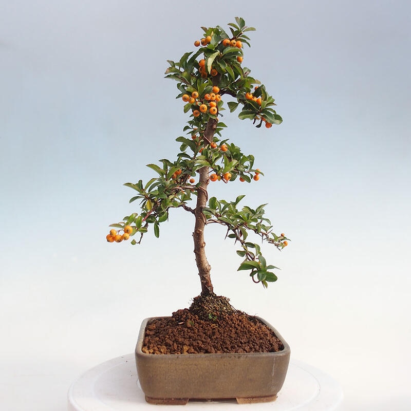 Venkovní bonsai - Pyracantha teton - Hlohyně šarlatová