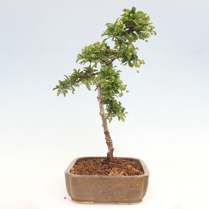 Venkovní bonsai - Pyracantha teton - Hlohyně šarlatová