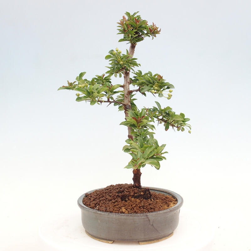 Venkovní bonsai - Pyracantha teton - Hlohyně šarlatová