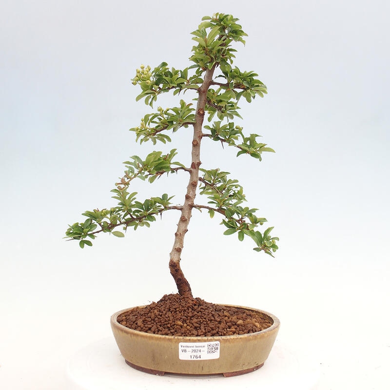 Venkovní bonsai - Pyracantha teton - Hlohyně šarlatová