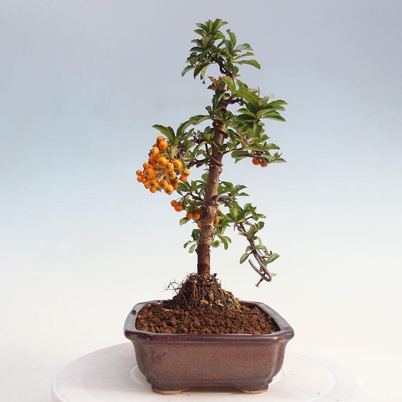 Venkovní bonsai - Pyracantha teton - Hlohyně šarlatová