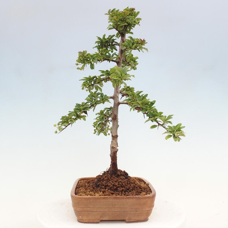 Venkovní bonsai - Pyracantha teton - Hlohyně šarlatová