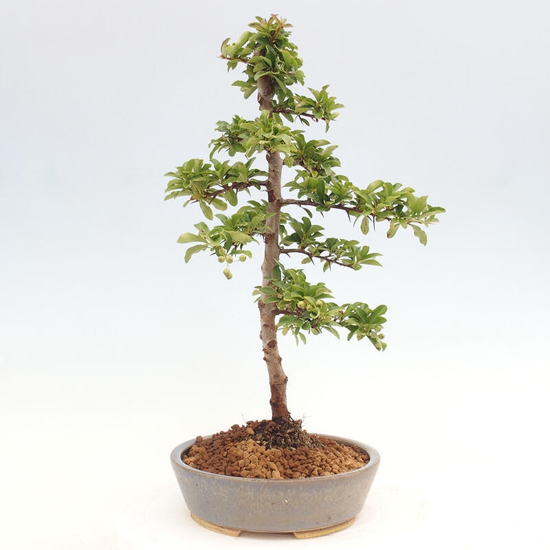 Venkovní bonsai - Pyracantha teton - Hlohyně šarlatová