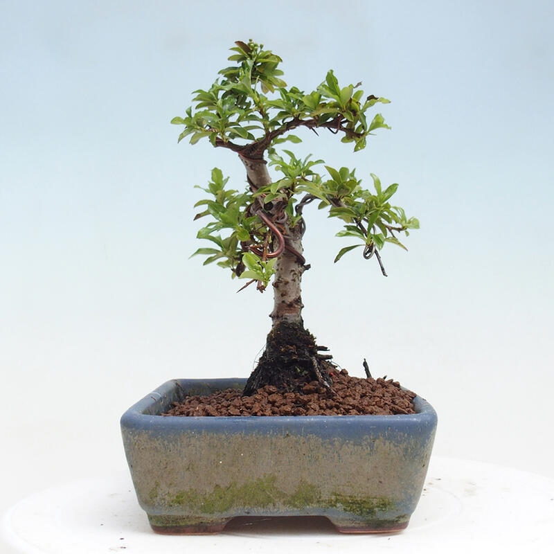 Venkovní bonsai - Pyracantha teton - Hlohyně šarlatová