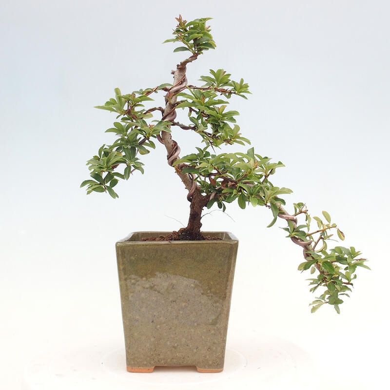 Venkovní bonsai - Pyracantha teton - Hlohyně šarlatová