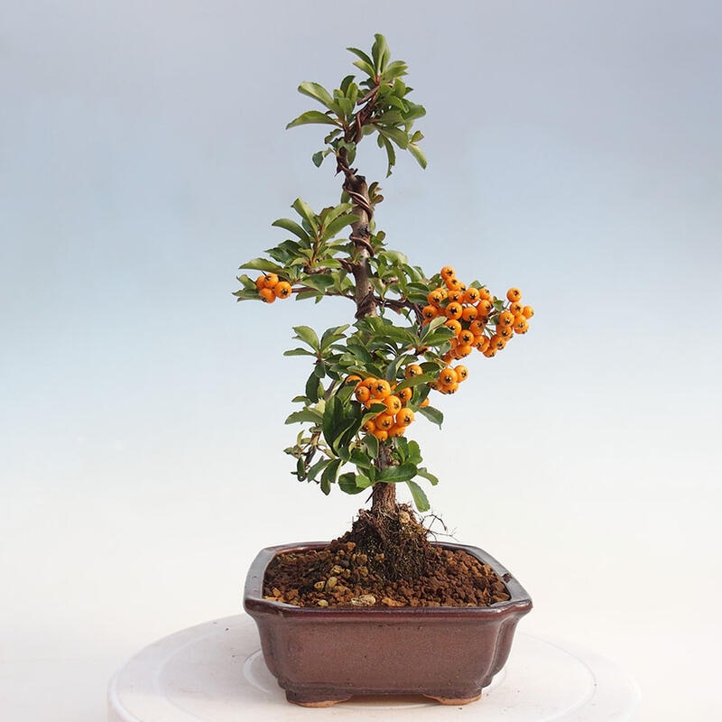 Venkovní bonsai - Pyracantha teton - Hlohyně šarlatová