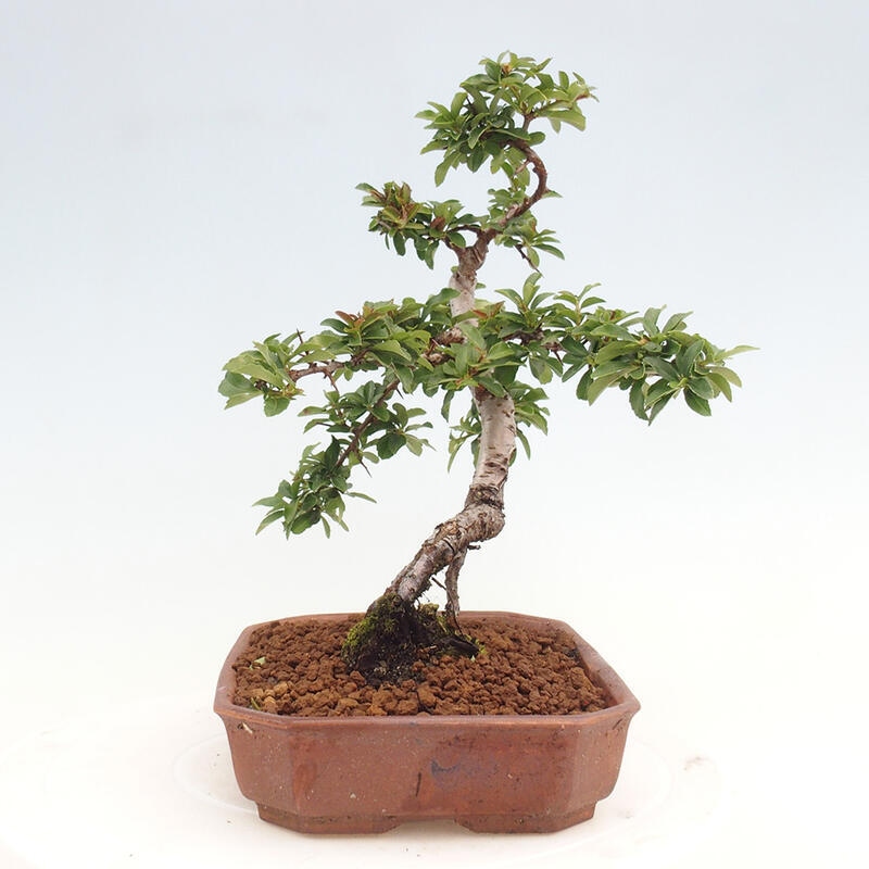 Venkovní bonsai - Pyracantha teton - Hlohyně šarlatová