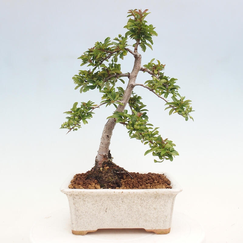 Venkovní bonsai - Pyracantha teton - Hlohyně šarlatová