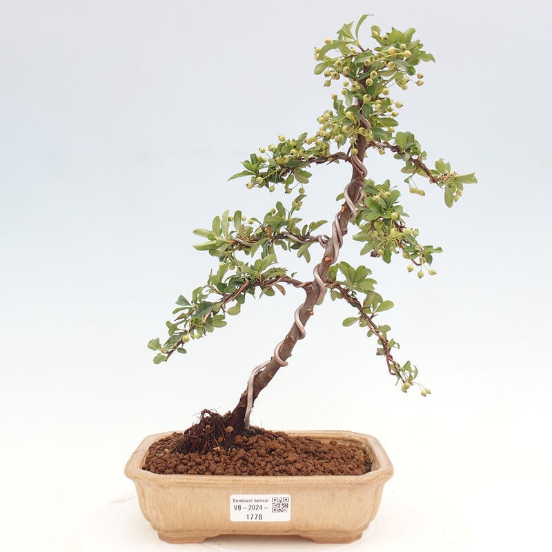 Venkovní bonsai - Pyracantha teton - Hlohyně šarlatová