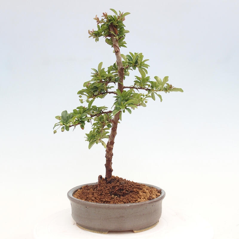 Venkovní bonsai - Pyracantha teton - Hlohyně šarlatová