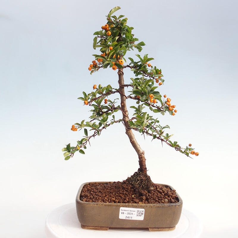 Venkovní bonsai - Pyracantha teton - Hlohyně šarlatová