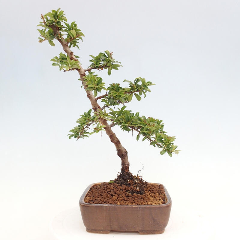 Venkovní bonsai - Pyracantha teton - Hlohyně šarlatová