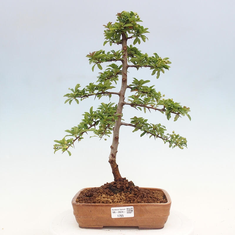 Venkovní bonsai - Pyracantha teton - Hlohyně šarlatová