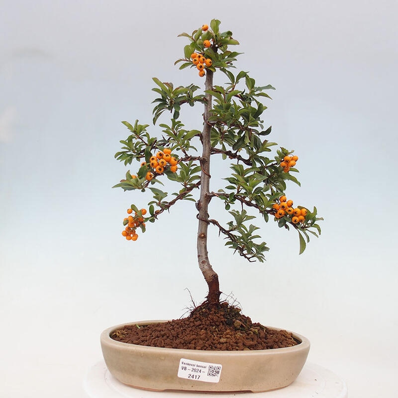 Venkovní bonsai - Pyracantha teton - Hlohyně šarlatová