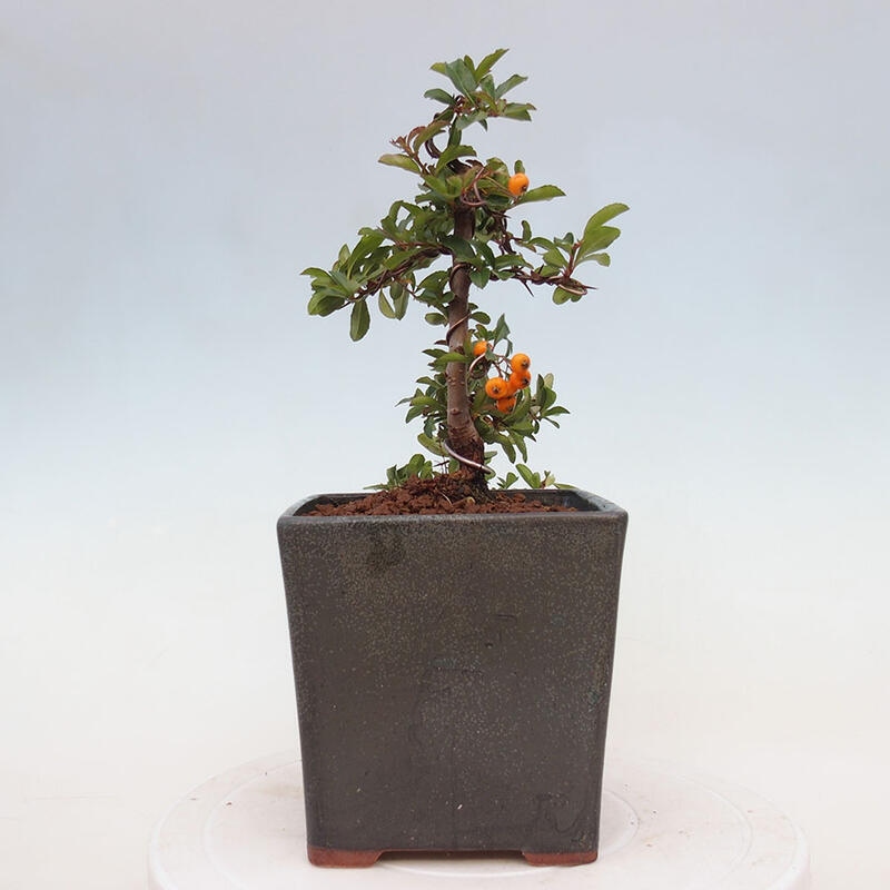 Venkovní bonsai - Pyracantha teton - Hlohyně šarlatová