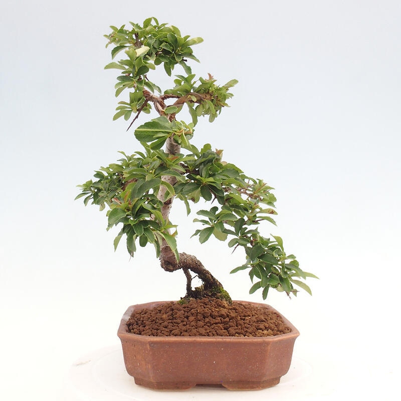 Venkovní bonsai - Pyracantha teton - Hlohyně šarlatová