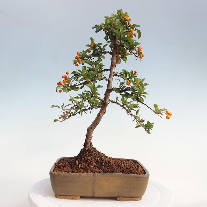 Venkovní bonsai - Pyracantha teton - Hlohyně šarlatová